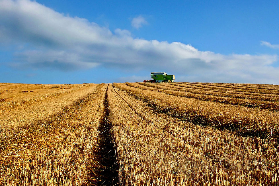 Harvest on Romney Marsh