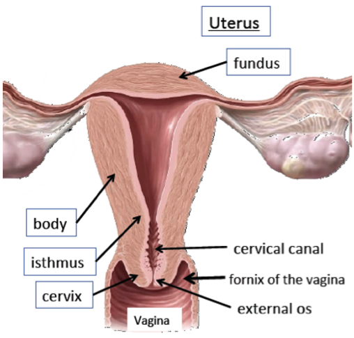Uterus Anatomy Website Uterus Anatomy Website