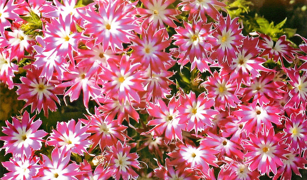 Миниатюра: Флоксы