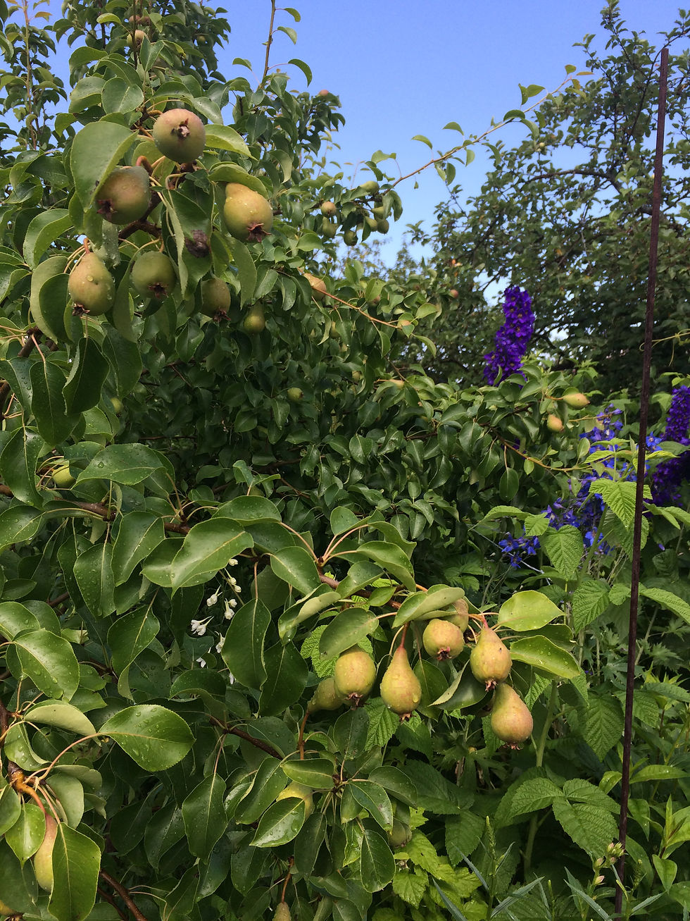 Миниатюра: Груша домашняя