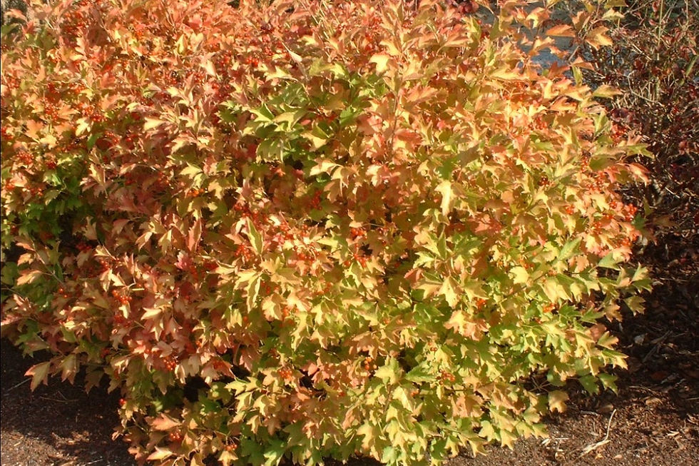 Миниатюра: Калина сладкоплодная