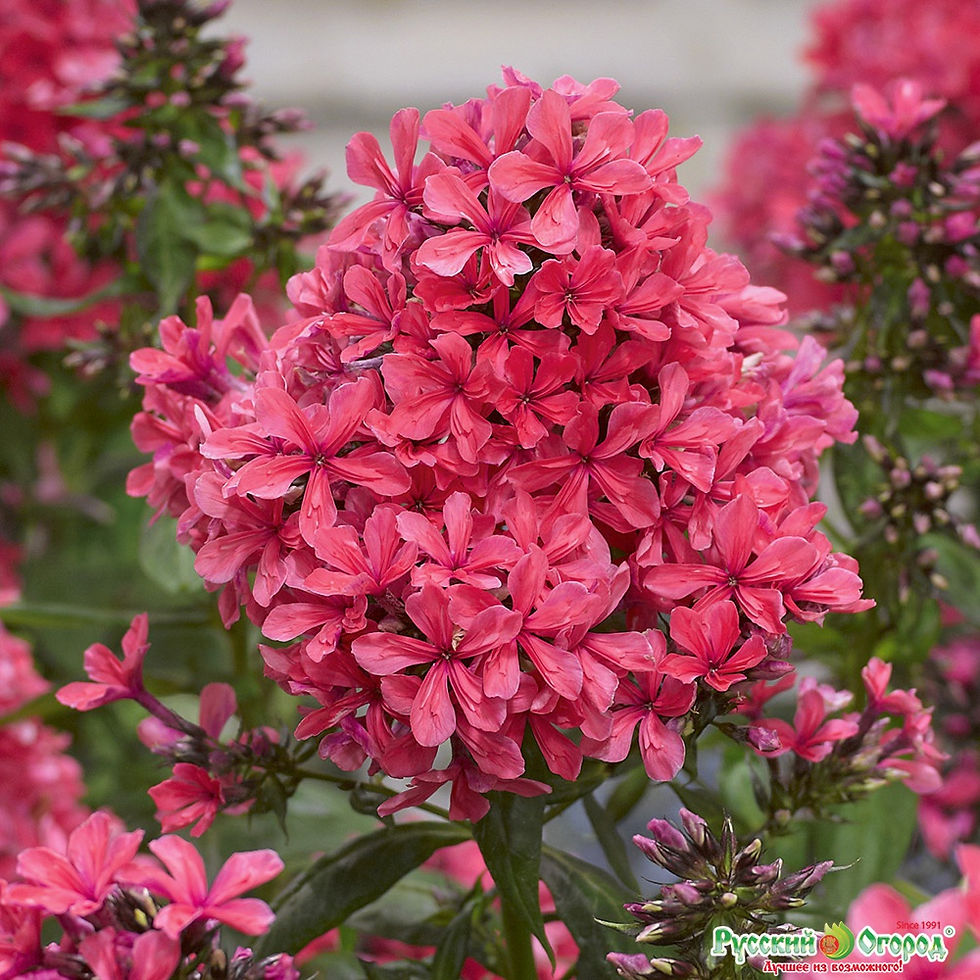 Миниатюра: Флоксы