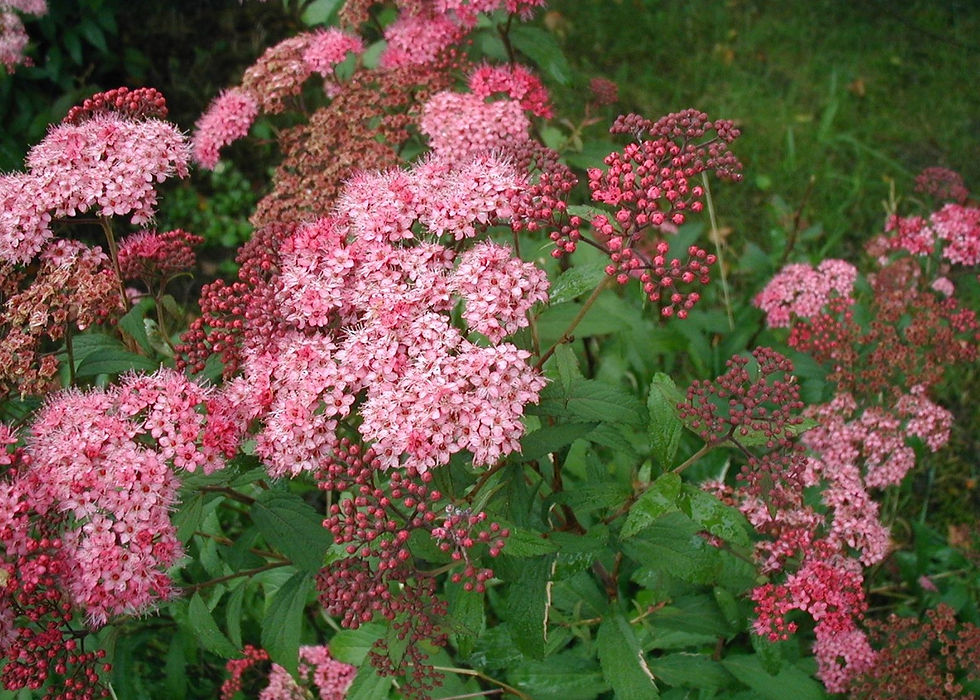 Миниатюра: Спирея (Spiraea)
