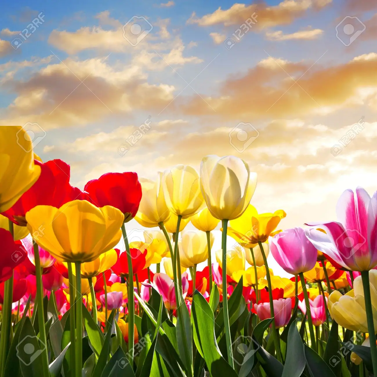 16401412-floral-background-sunset-spring-landscape.webp