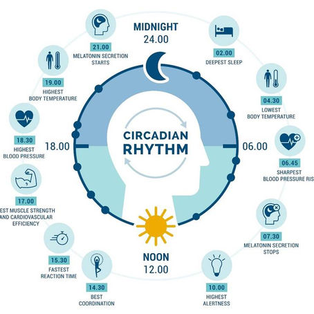 L’orologio biologico