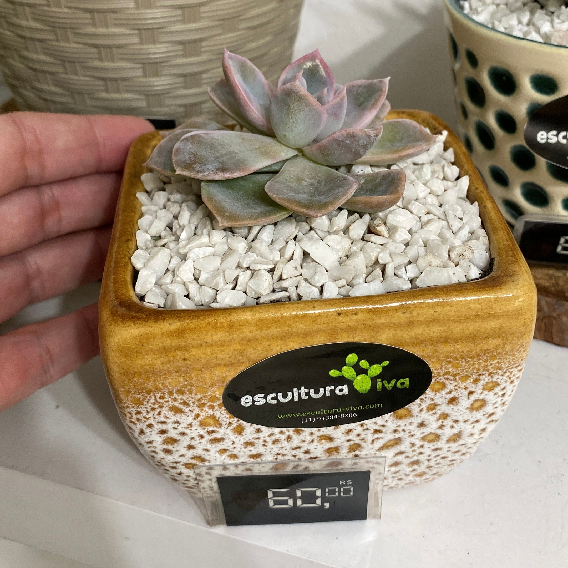 Echeveria vaso degradê louça