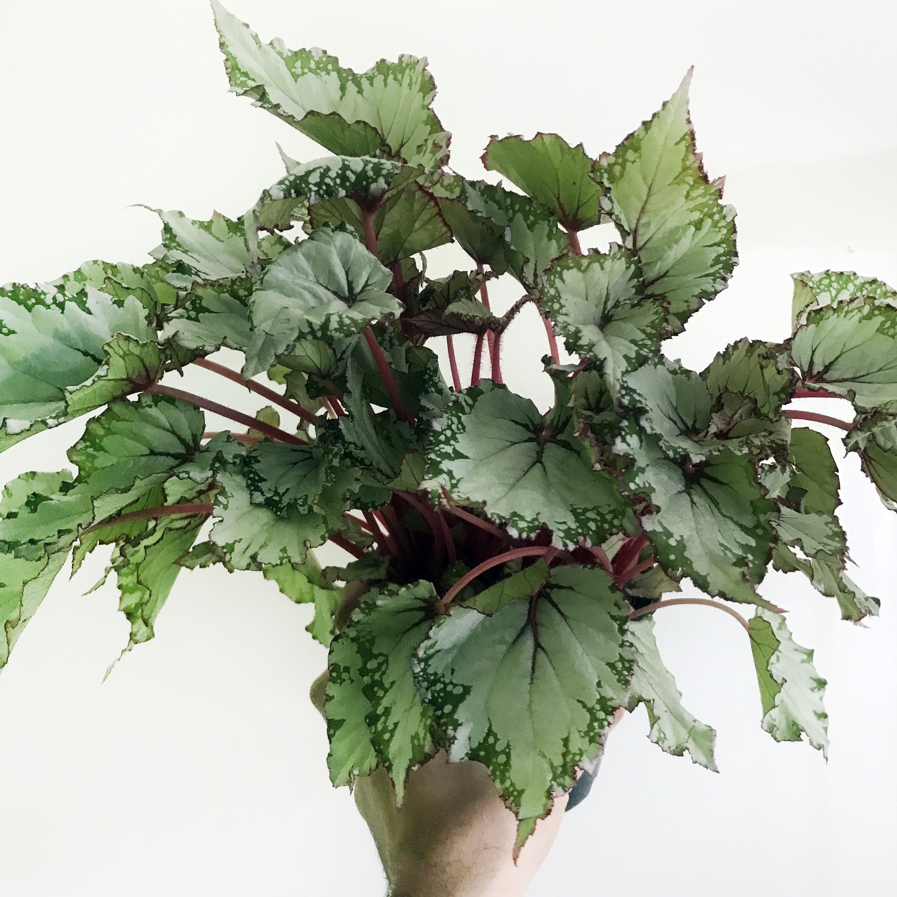 Begônia Rex verde com bordas