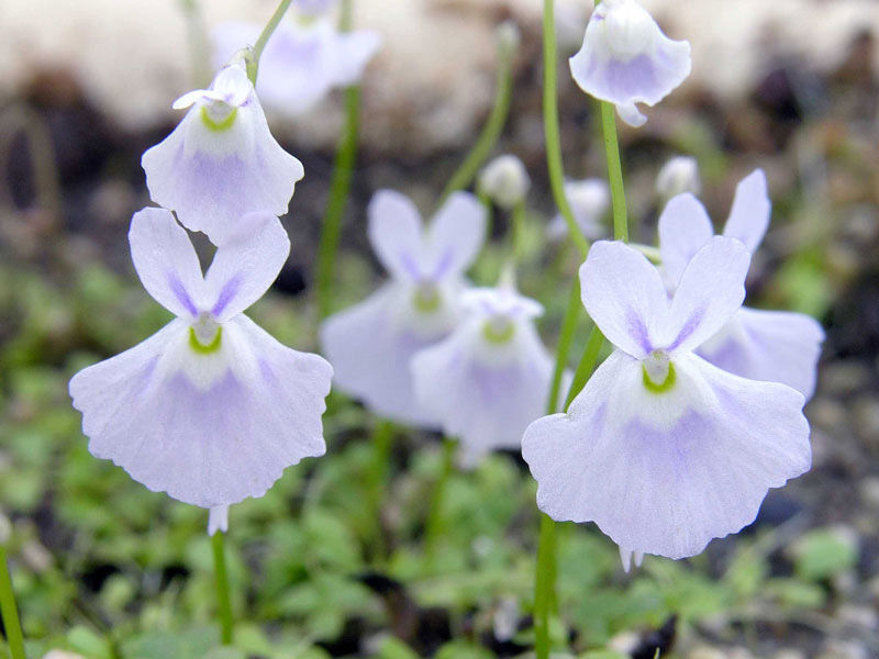 Utricularia sandersonii "Blue"