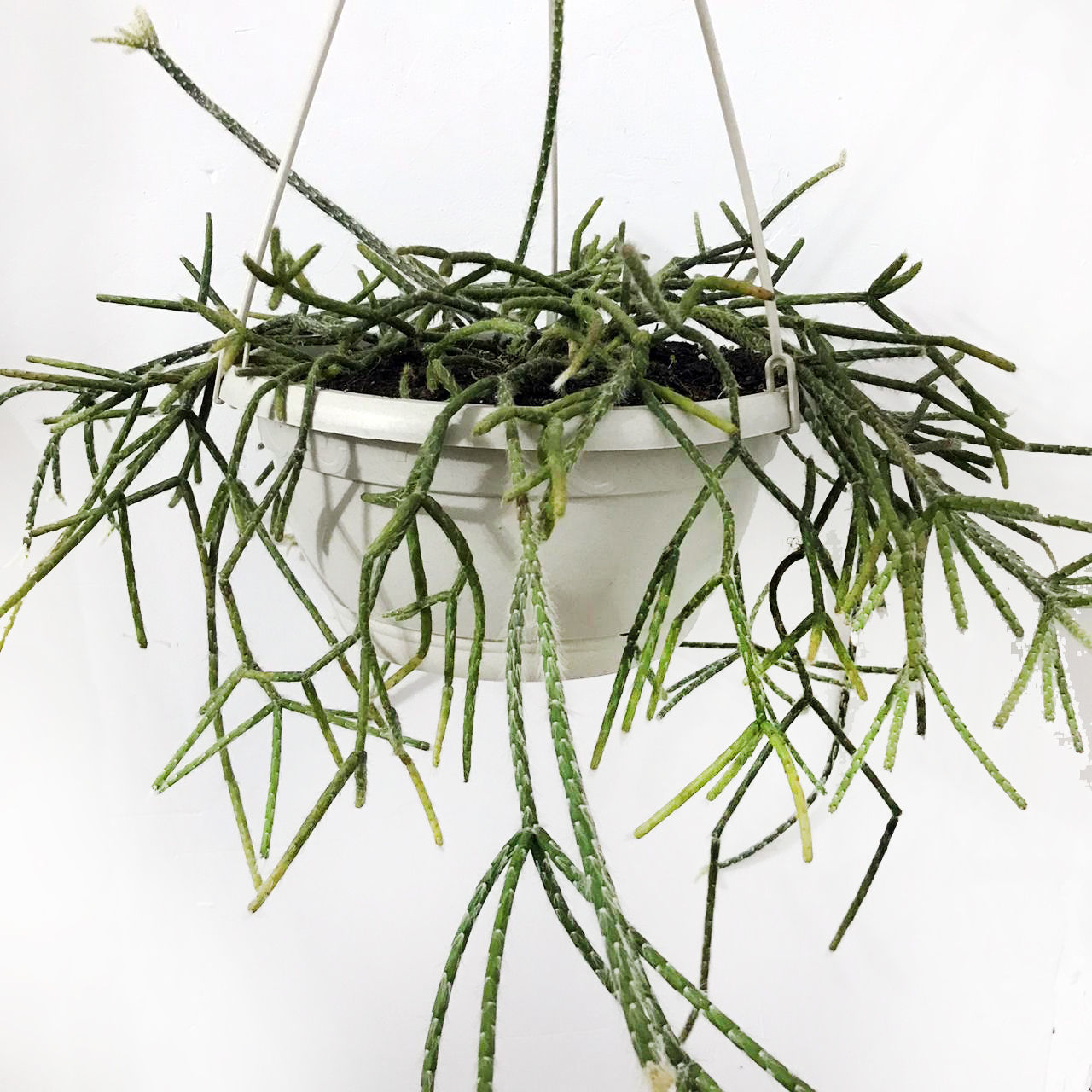 Rhipsalis pilocarpa