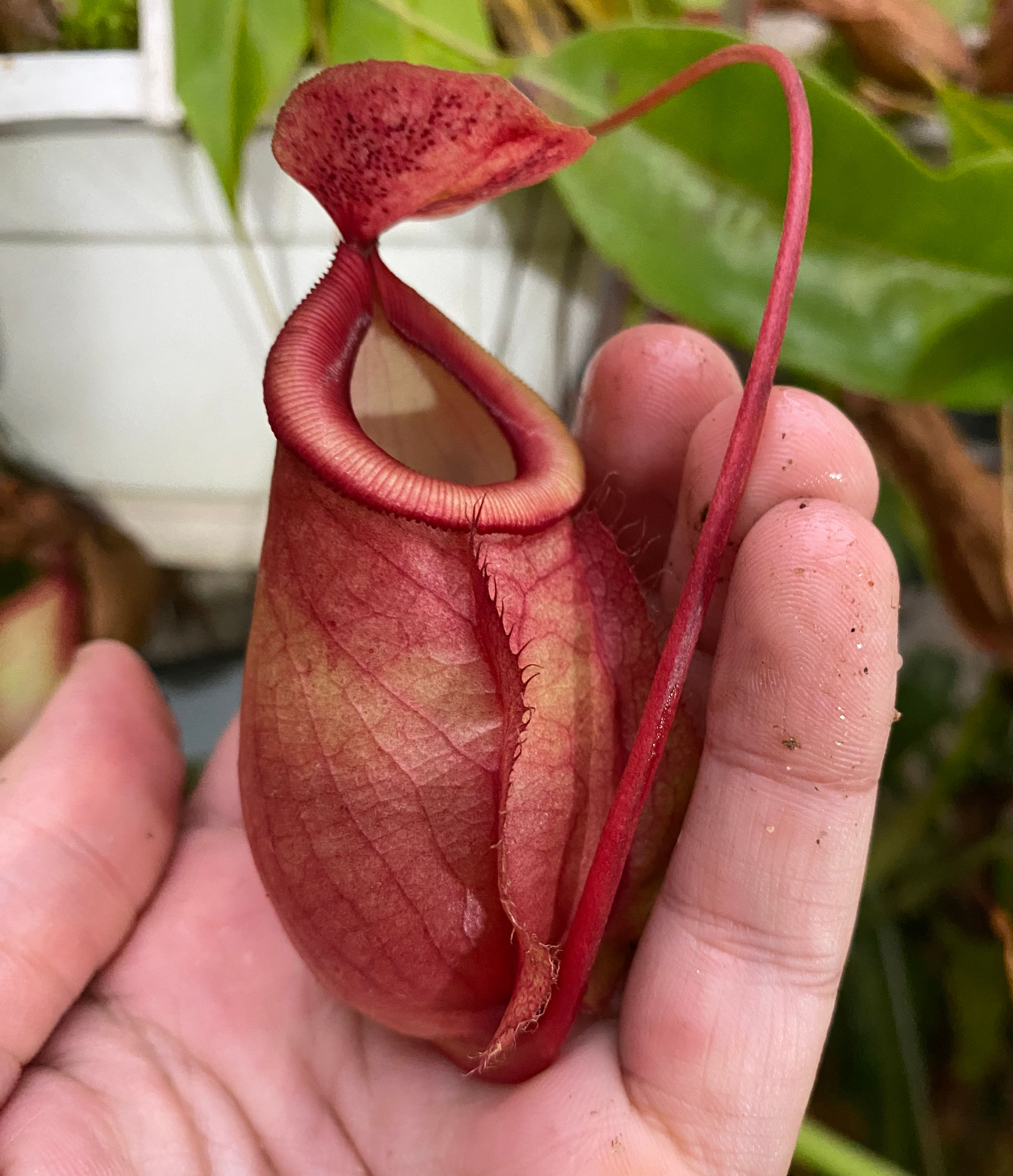 Estaca de Nepenthes Viking x ventricosa (unidade)