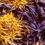 Thumbnail: BLUE LOTUS