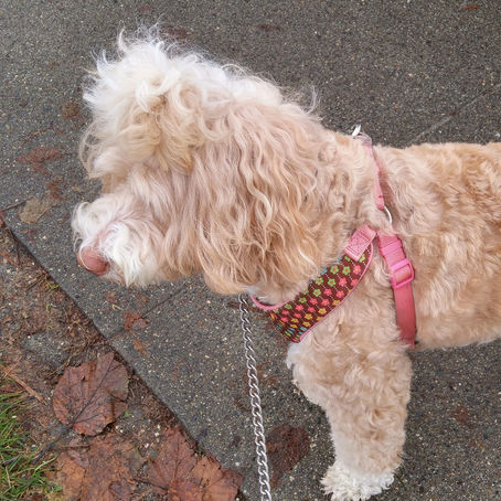Dog Walking