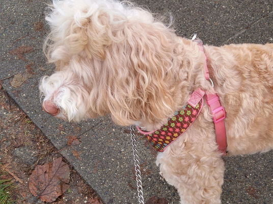 Dog Walking