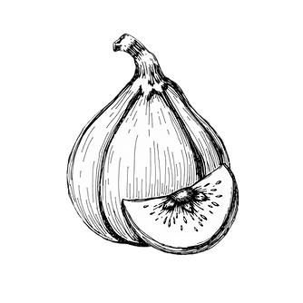 handdrawn black and white fig scetch_edited_edited.png