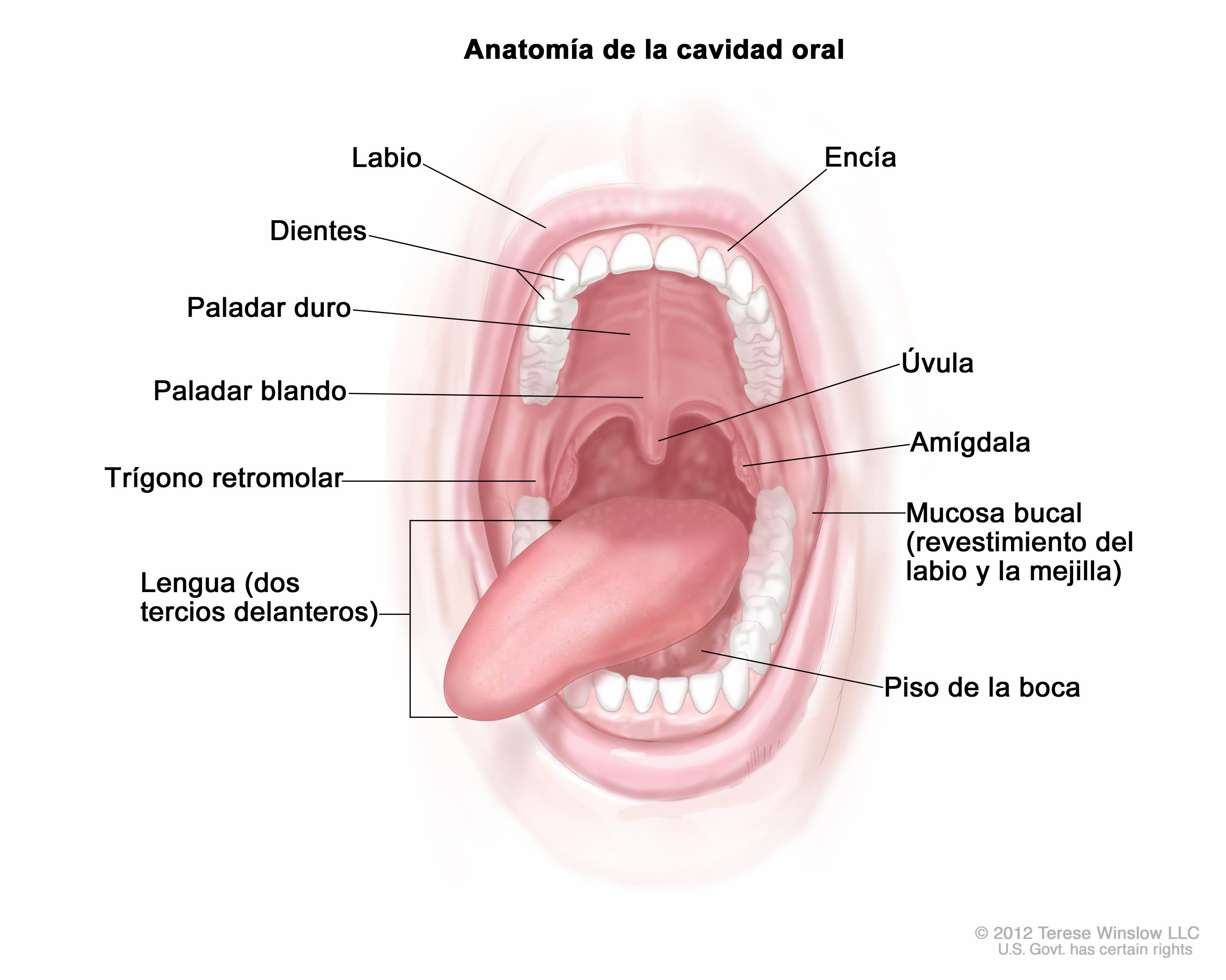 como se llaman las partes de la garganta como se llaman las partes de la garganta