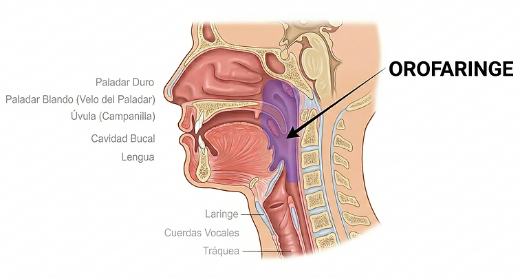 Anatomía de la Orofaringe.png