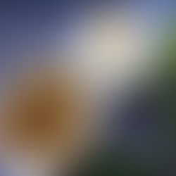 Thick Cut Potato Chips with Sour Cream and Onion Dip