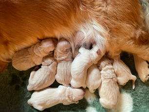 Les couleurs du Golden Retriever