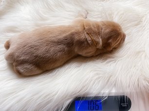 Le poids de naissance chez le chiot