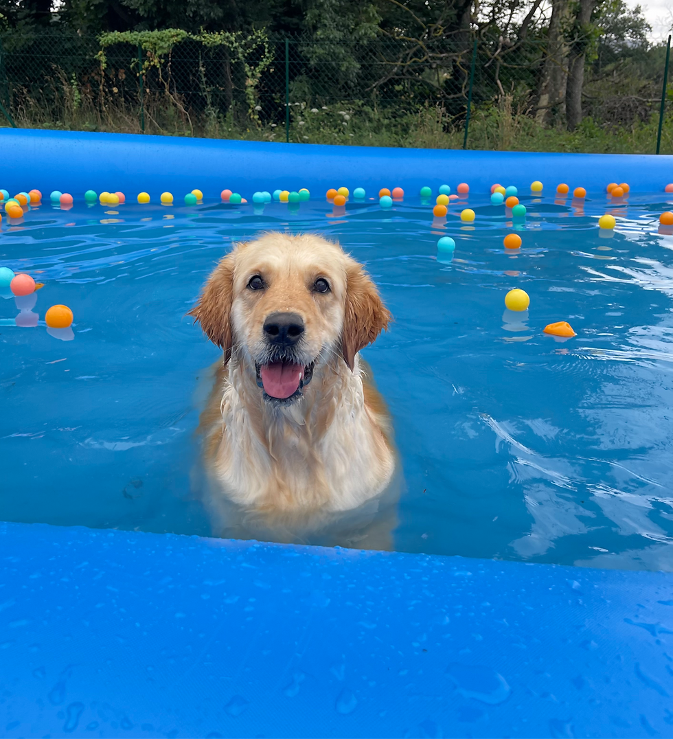 Miniature : Piscines pour chiens en PVC
