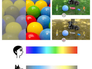 La vision chez le chien