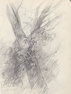 tree graphite sketch