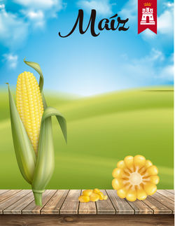 Maiz