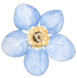 Forget-Me-Not