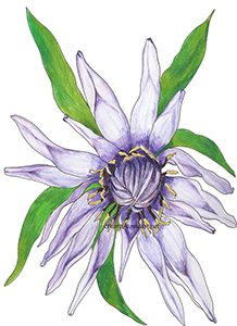 Salsify