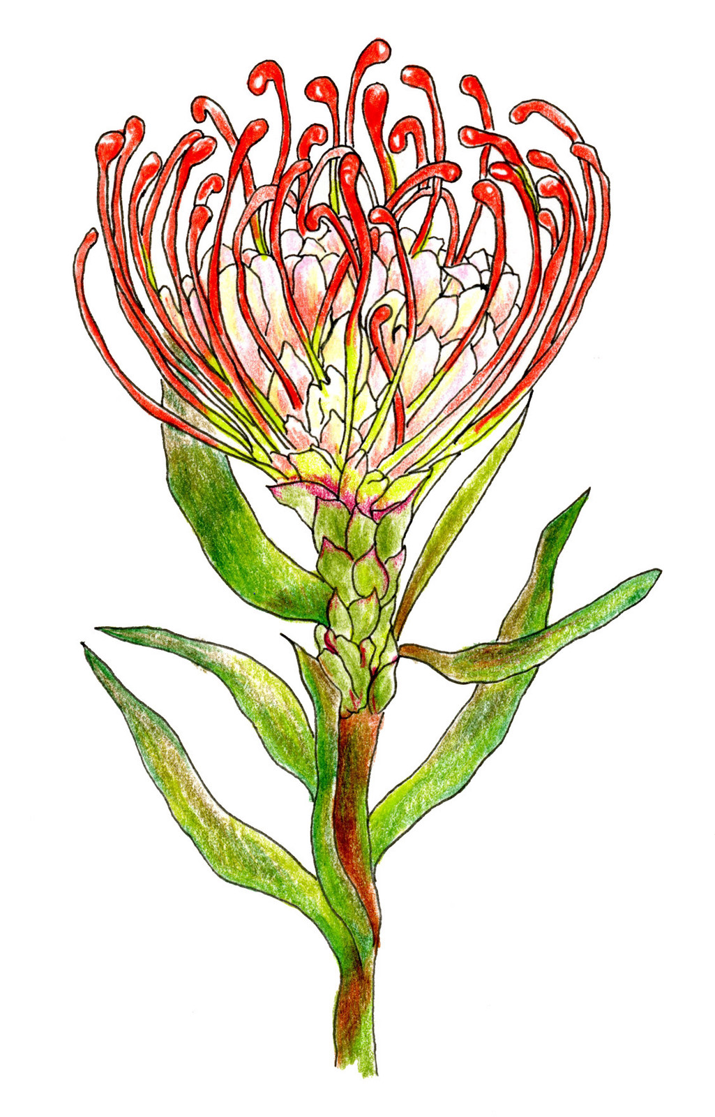 Pincushion Protea for web.jpg