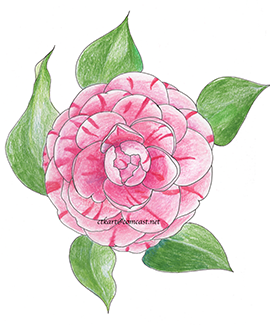 Camellia