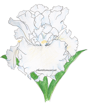 Bearded Iris