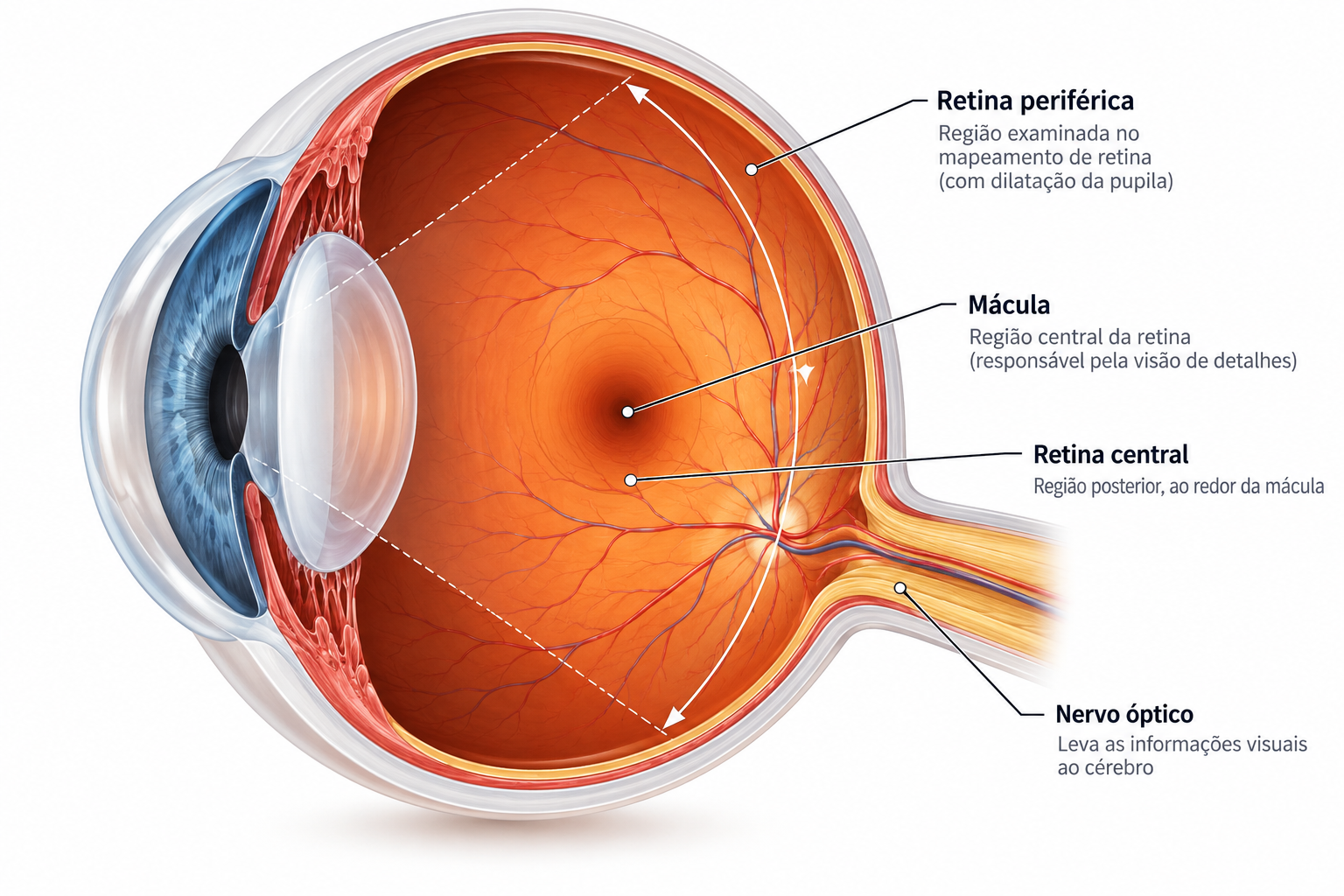 Ilustração anatômica mostrando retina central, mácula, retina periférica e nervo óptico