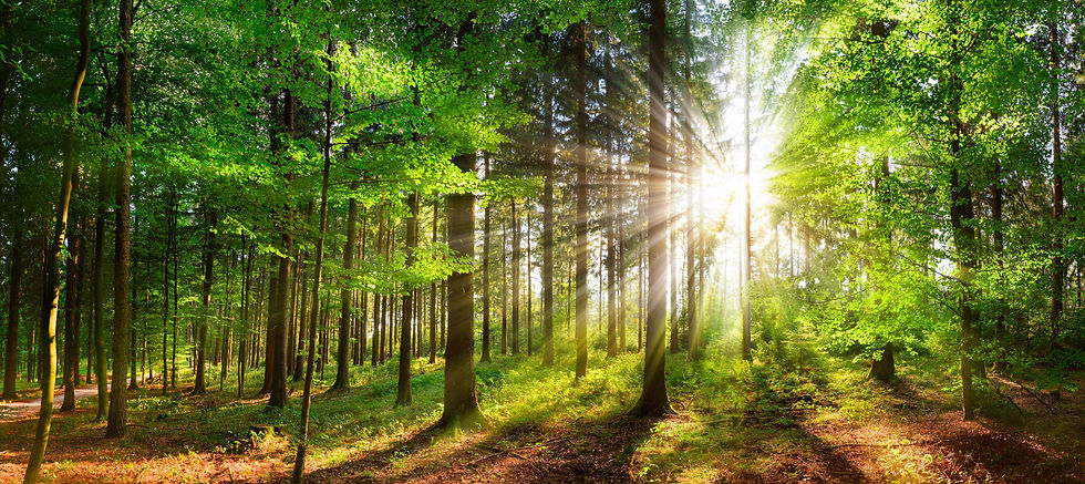 Sonnenlicht durchfluteter Wald mit einem Weg der Sonne entgegen.