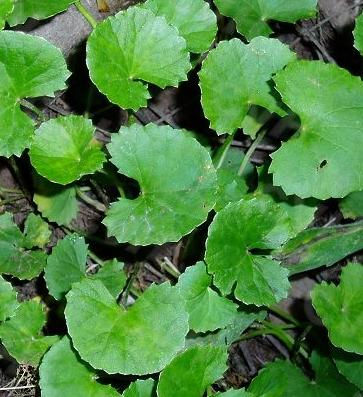 積雪草萃取液 Centella Asiatica Extract (30ml)