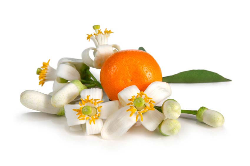橙花精油 Neroli Premium Essential Oil