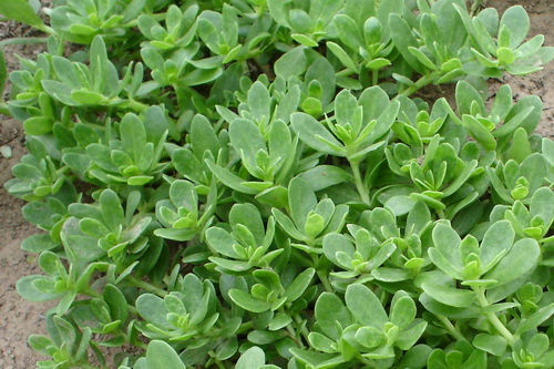 馬齒莧萃取液 Portulaca Oleracea Extract (30ml)