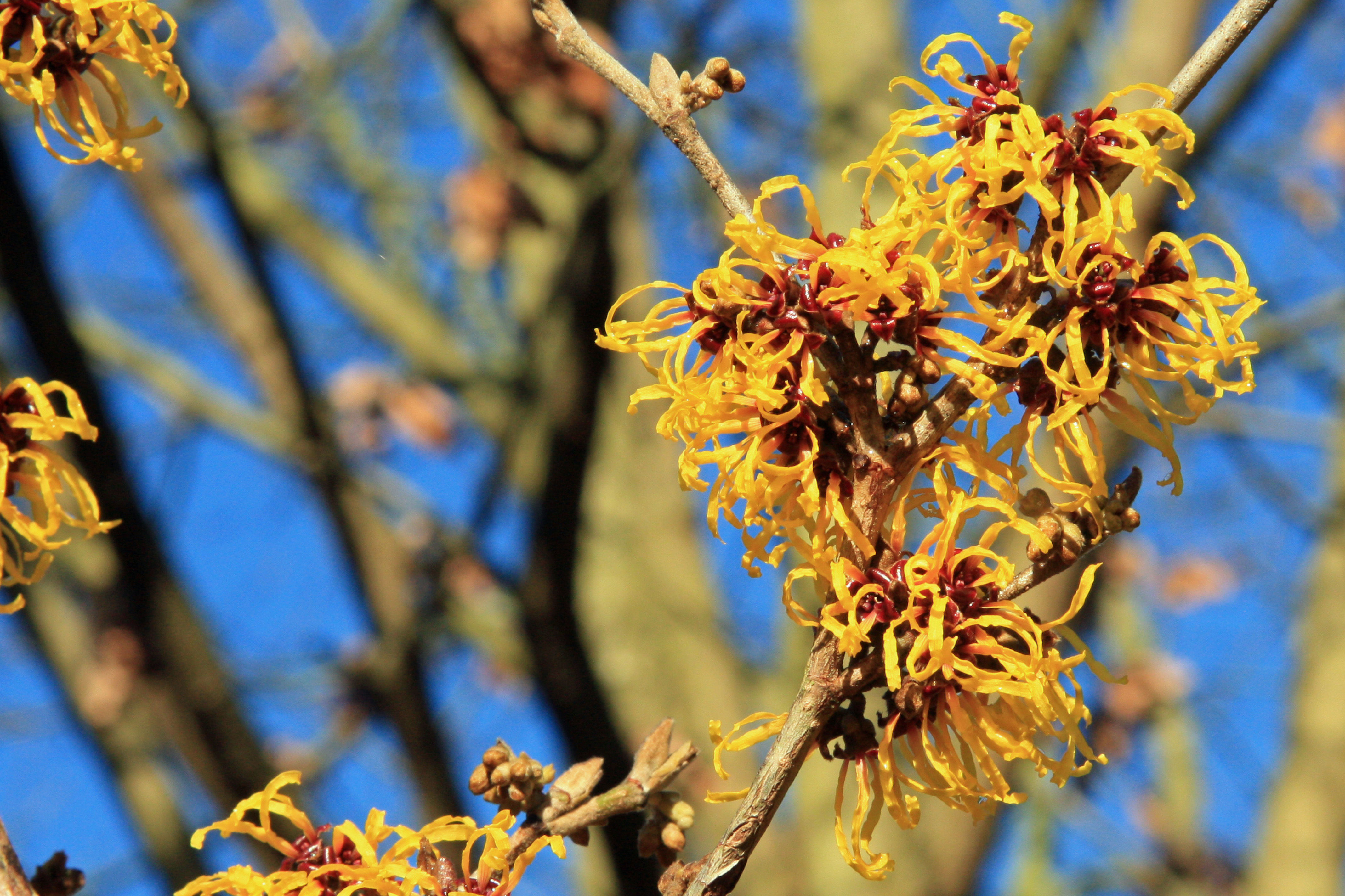 金鏤梅花水 Witch Hazel Floral Water