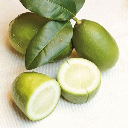 萊姆精油 Lime Essential Oil