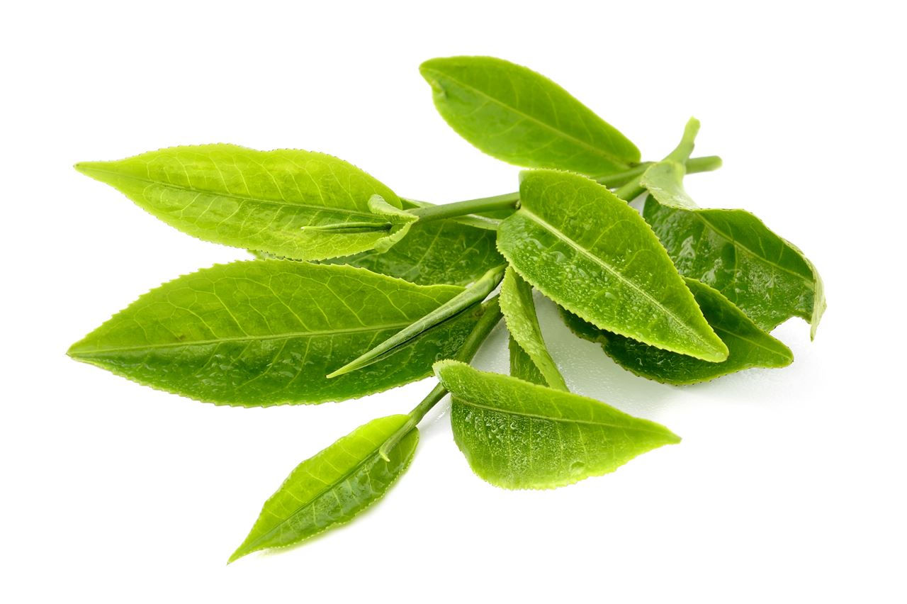 綠茶萃取液 GreenTea Extract (30ml)
