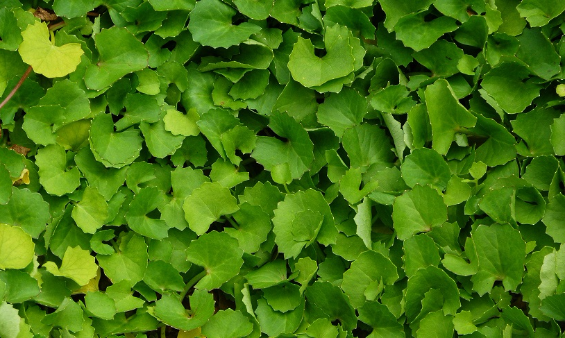 積雪草花水 Centella Asiatica Floral Water