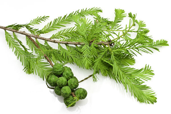 絲柏精油 Cypress Essential Oil