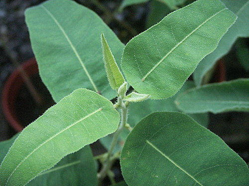 尤加利精油 Eucalyptus Essential Oil