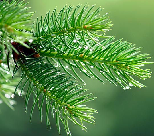 松葉精油 Pine Essential Oil
