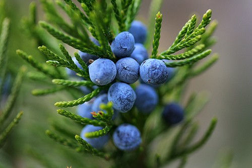 杜松果精油 Juniper Berry Essential Oil