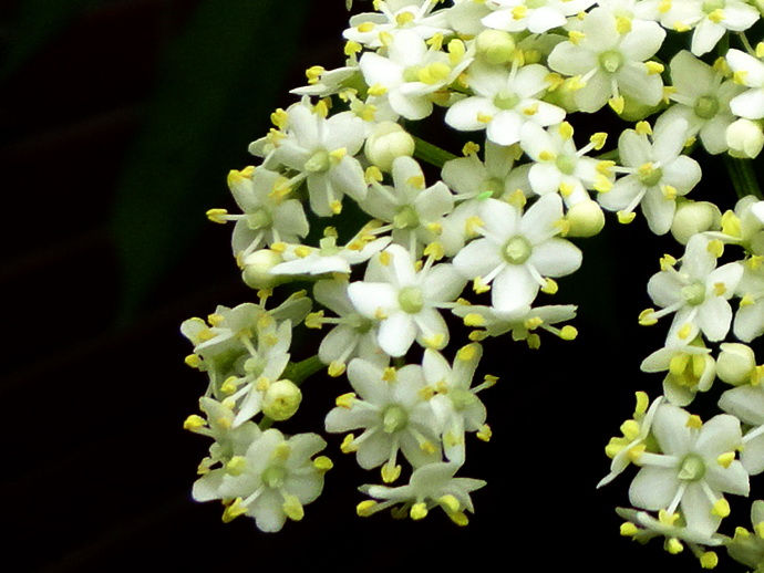 接骨木萃取液 Elder Flower Extract (30ml)