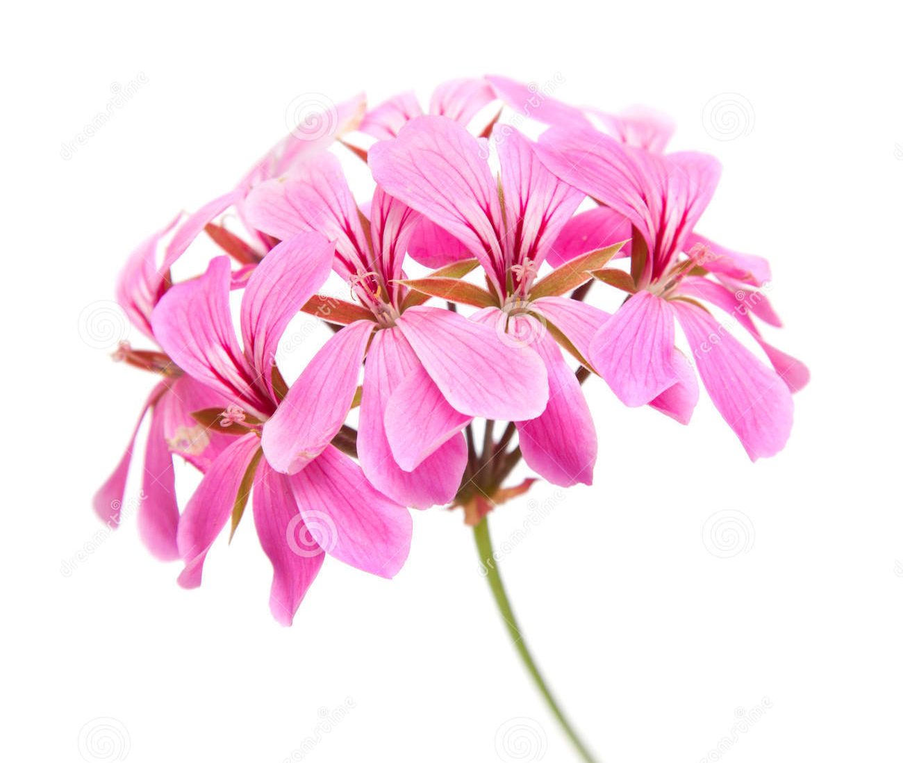 天竺葵精油 Geranium Essential Oil