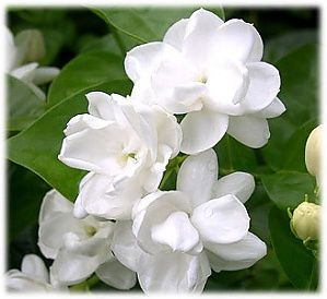 茉莉花水 Jasmine Floral Water