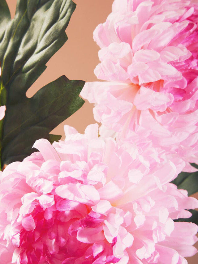 Thumbnail: Fiori Pink Chrysanthemum Flower Stem