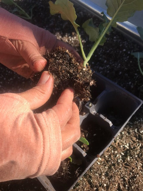 Removing soil from "organic" starts at property